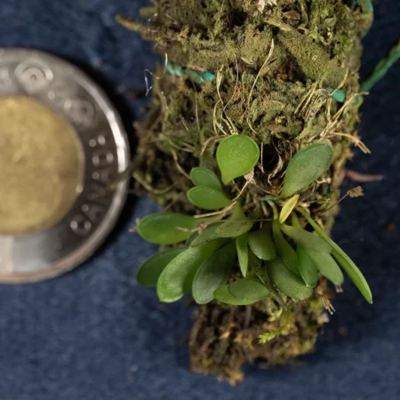 Pleurothallis Barbulata