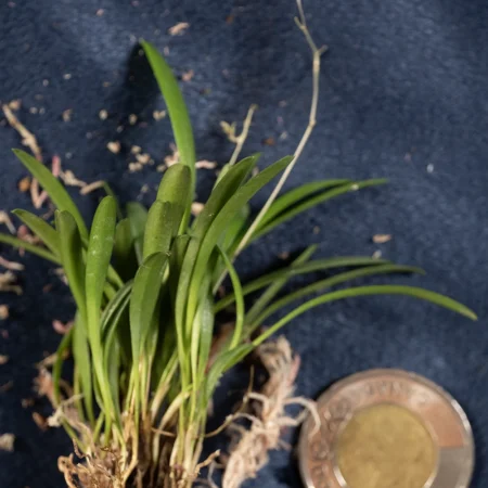 Pleurothallis Picta