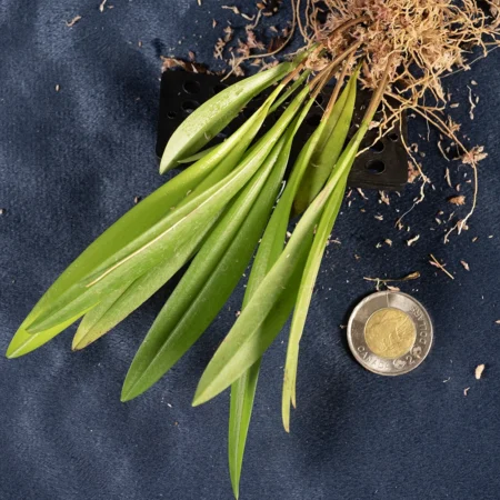 Pleurothallis Flexuosa (Stelis kefersteiniana)