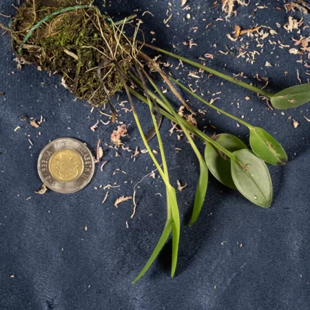 Pleurothallis Chamensis