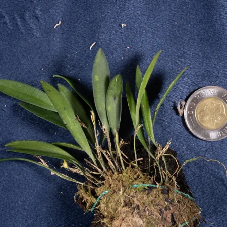 Pleurothallis Praecipua