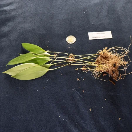 Pleurothallis Ruscifolia