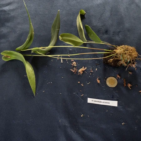 Pleurothallis Perijaensis