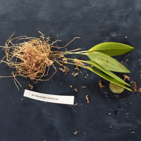 Pleurothallis Crocodiliceps