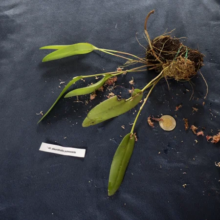 Pleurothallis Pubescens