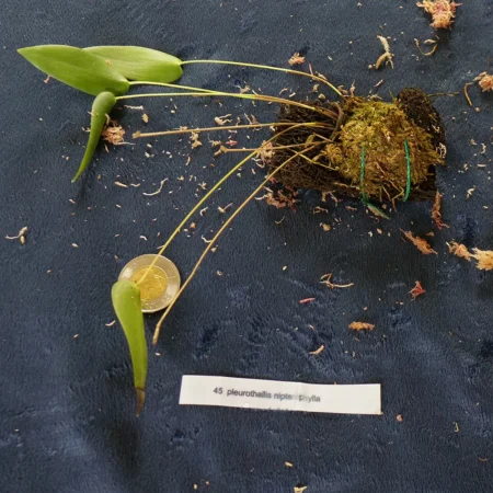 Pleurothallis Nipterophylla