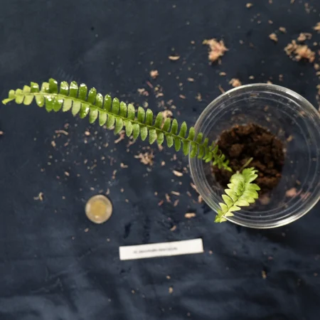 Tropical Clumping Fern NOID (Possibly Trichomanes Asplenium)