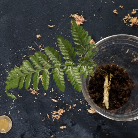 Rabbits Foot Fern NOID
